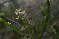 Baccharis genistelloides image