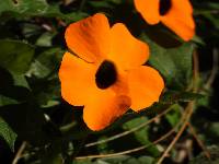 Thunbergia alata image