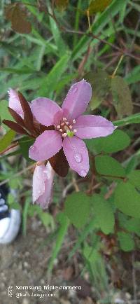 Bauhinia weberbaueri image