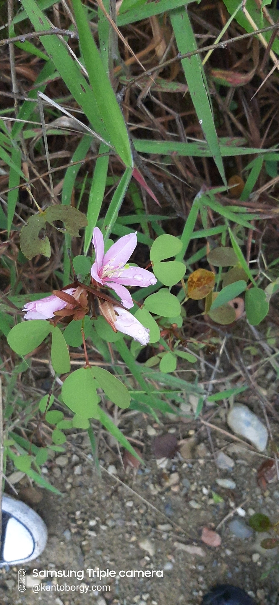 Bauhinia weberbaueri image