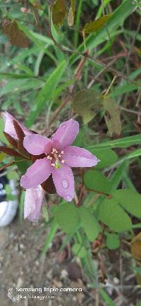 Bauhinia weberbaueri image