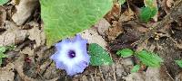 Ipomoea regnellii image