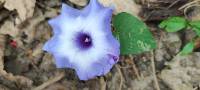 Ipomoea regnellii image