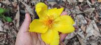 Cochlospermum vitifolium image