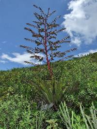 Tillandsia secunda image