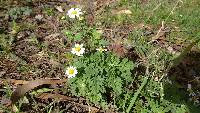 Tanacetum parthenium image