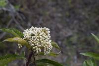 Baccharis latifolia image