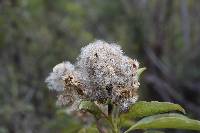 Baccharis latifolia image