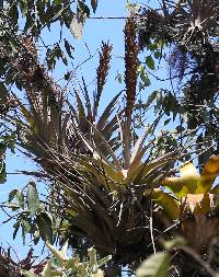 Tillandsia karineae image