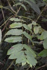 Image of Juglans neotropica