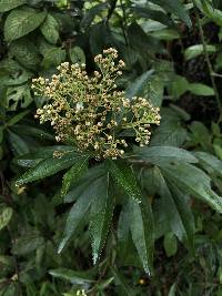 Baccharis latifolia image