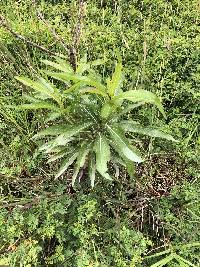 Baccharis latifolia image