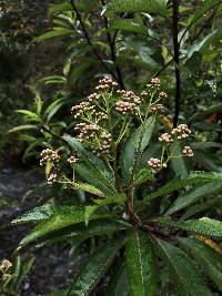 Baccharis latifolia image