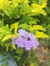 Duranta erecta image