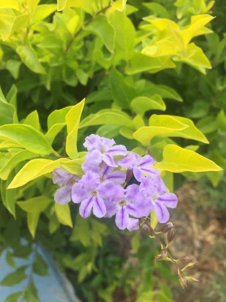 Duranta erecta image