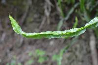 Baccharis genistelloides image