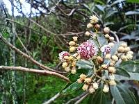 Baccharis latifolia image