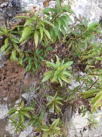 Baccharis latifolia image