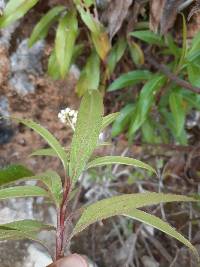 Baccharis latifolia image