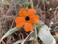 Thunbergia alata image