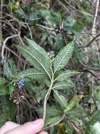 Aristeguietia buddlejifolia image