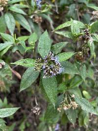 Aristeguietia buddlejifolia image