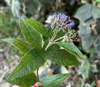 Aristeguietia buddlejifolia image