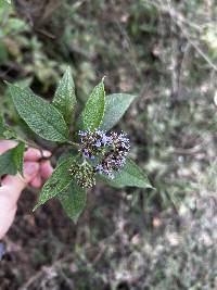 Aristeguietia buddlejifolia image