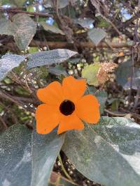 Thunbergia alata image