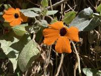 Thunbergia alata image