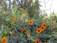 Thunbergia alata image