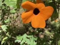 Thunbergia alata image