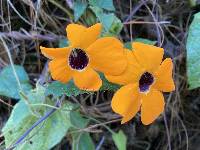 Thunbergia alata image