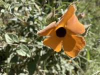 Thunbergia alata image