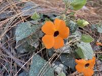 Thunbergia alata image