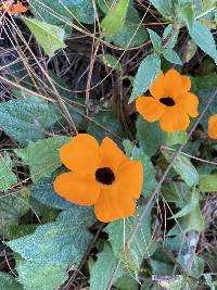 Thunbergia alata image