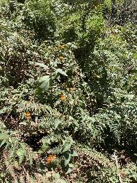 Thunbergia alata image