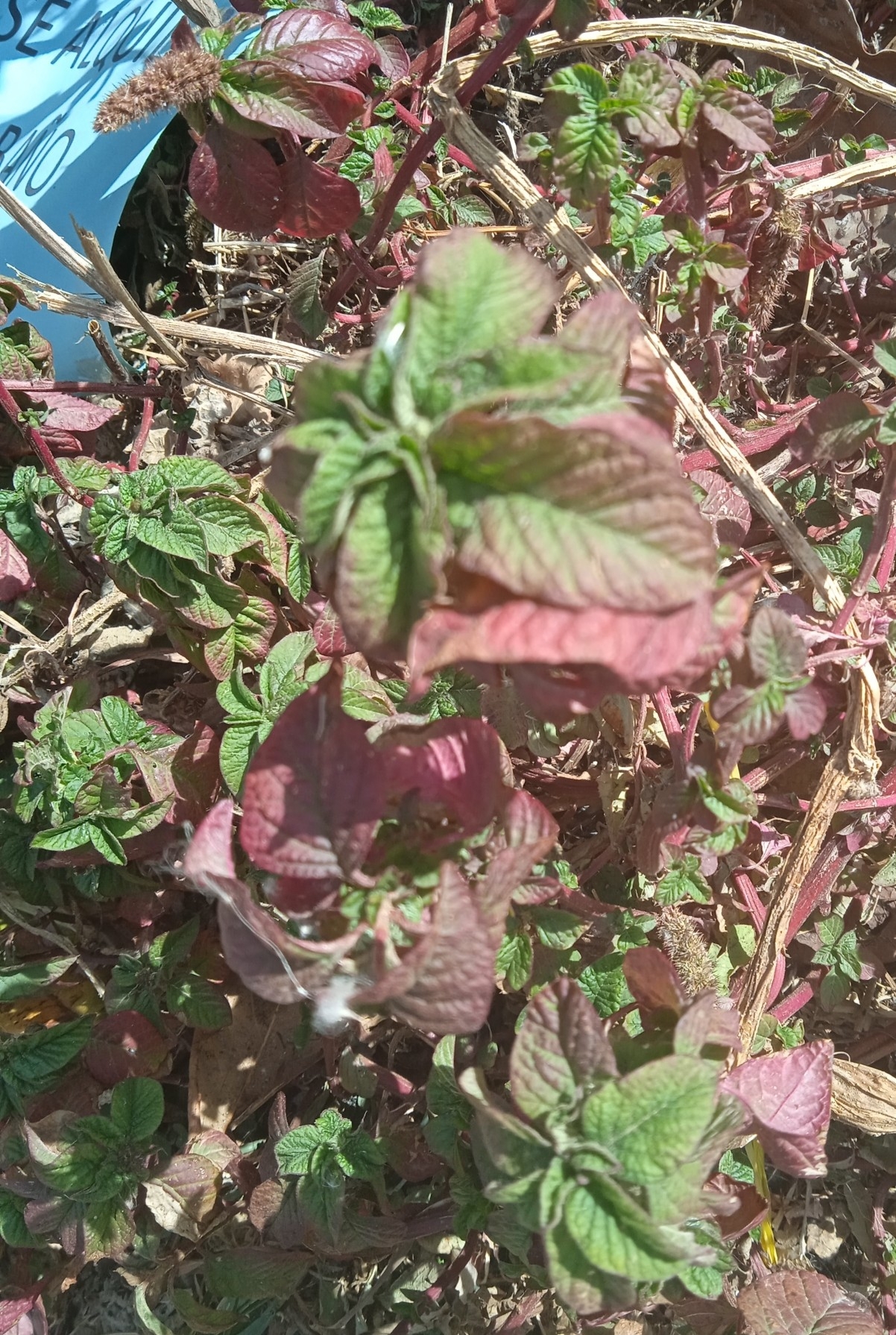 Amaranthus image