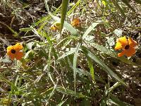 Thunbergia alata image