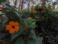 Thunbergia alata image