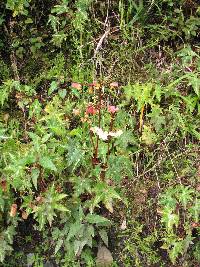 Begonia acerifolia image