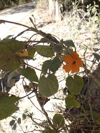 Thunbergia alata image