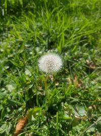 Taraxacum officinale image