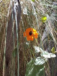 Thunbergia alata image