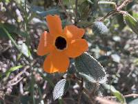 Thunbergia alata image