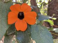 Thunbergia alata image