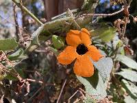 Thunbergia alata image