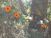 Thunbergia alata image