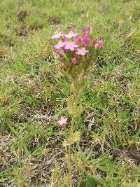 Centaurium erythraea image