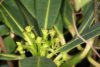 Euphorbia laurifolia image